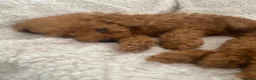 Toy Poodle dogs for sale: Toy poodle puppy for sale  - Advert 25