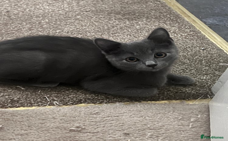 British Shorthair cats - Advert 10