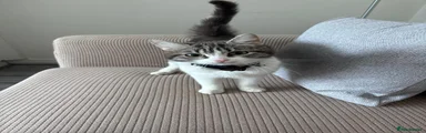 Stone (British Tabby) 