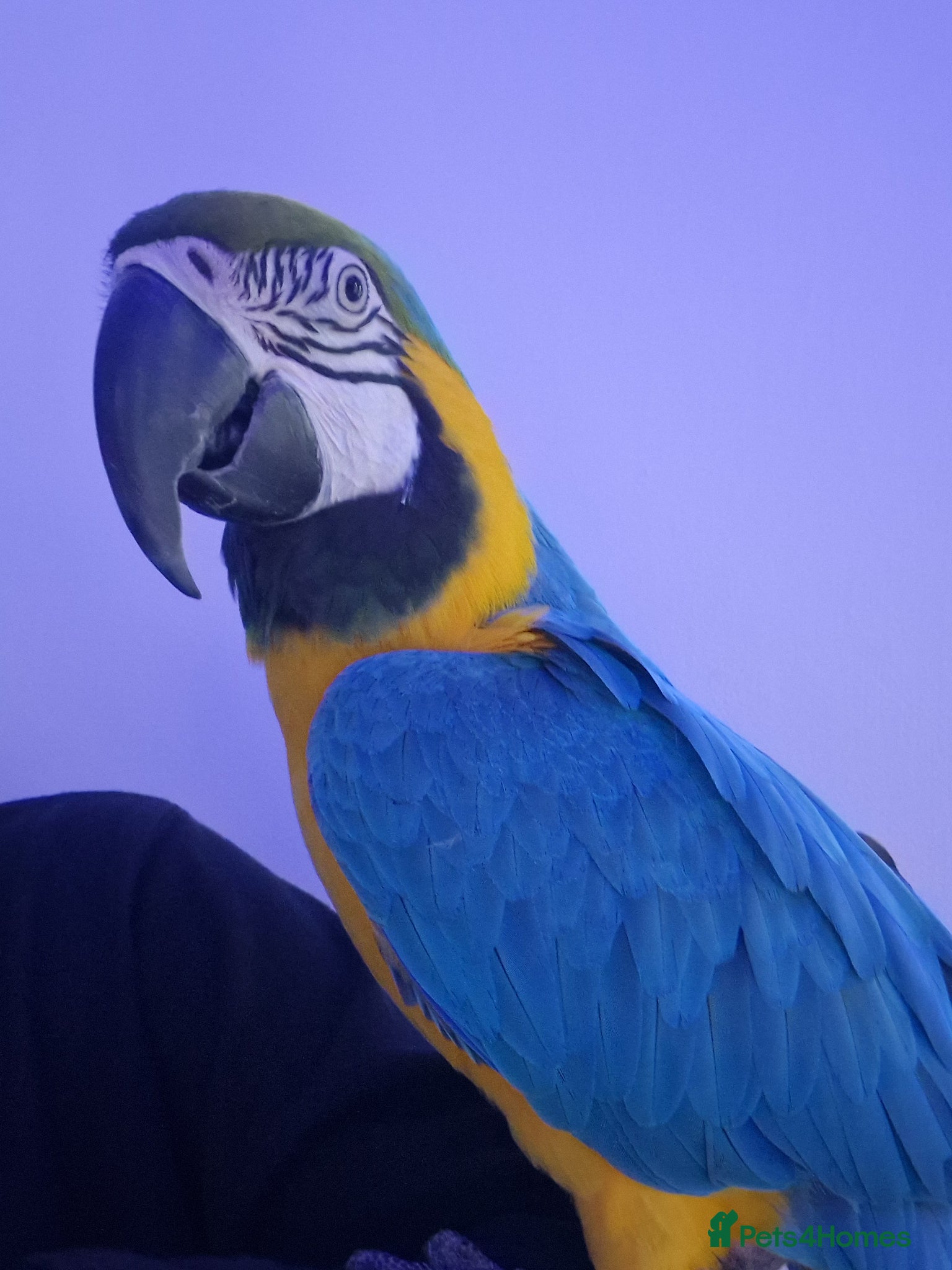 Budgerigars birds Tame Blue&Gold Macaw - Advert 1