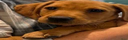 Labrador Retriever dogs for sale: EXCEPTIONALLY WELL BRED FOX RED LABRADOR PUPPIES  - Advert 1