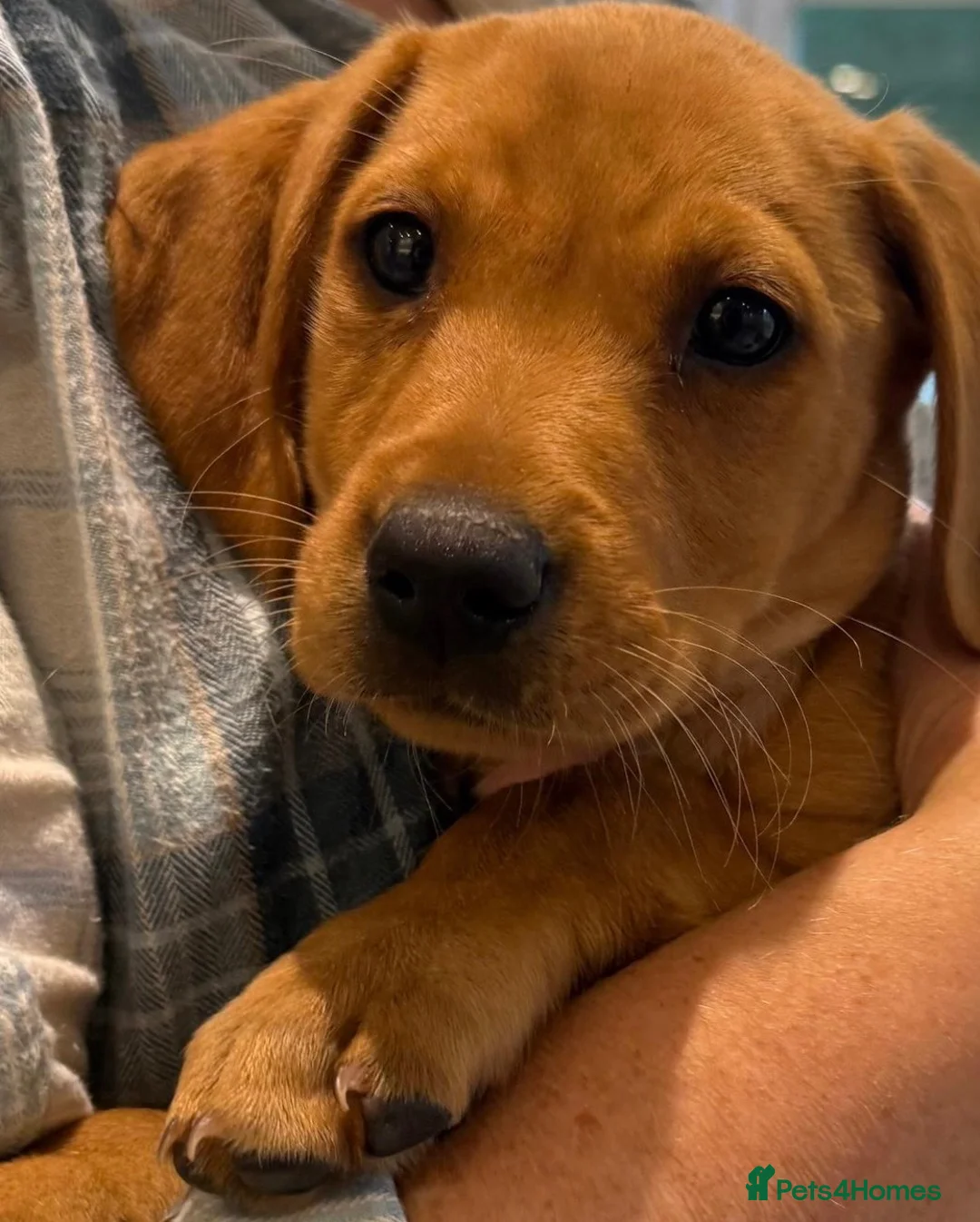 Labrador Retriever dogs for sale: EXCEPTIONALLY WELL BRED FOX RED LABRADOR PUPPIES  - Advert 1