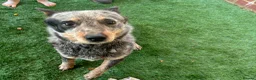 Australian Cattle Dog dogs for sale: Australian cattle bitch for sale  in Sittingbourne - Advert 4