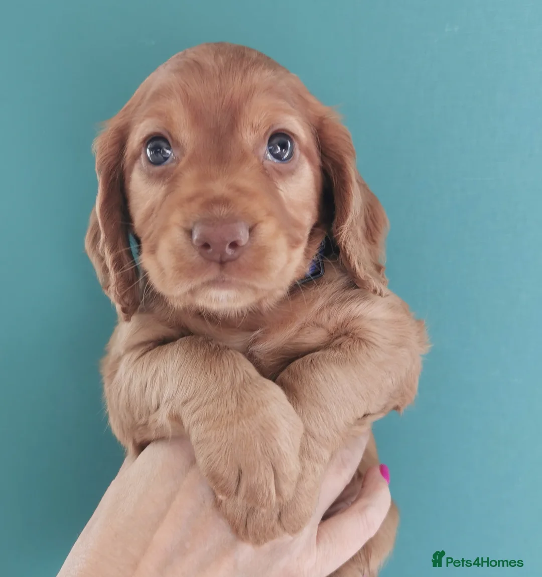 Cocker Spaniel dogs for sale: FTCH Pedigree Working Cocker Spaniels  - Advert 26