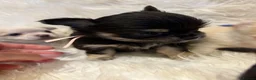 Chihuahua dogs for sale: 🐾 TINY KC registered Chihuahua puppies 🐾 - Advert 25