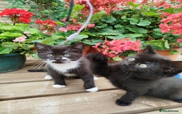 British Shorthair cats for sale: Beautiful kittens  - Image 8