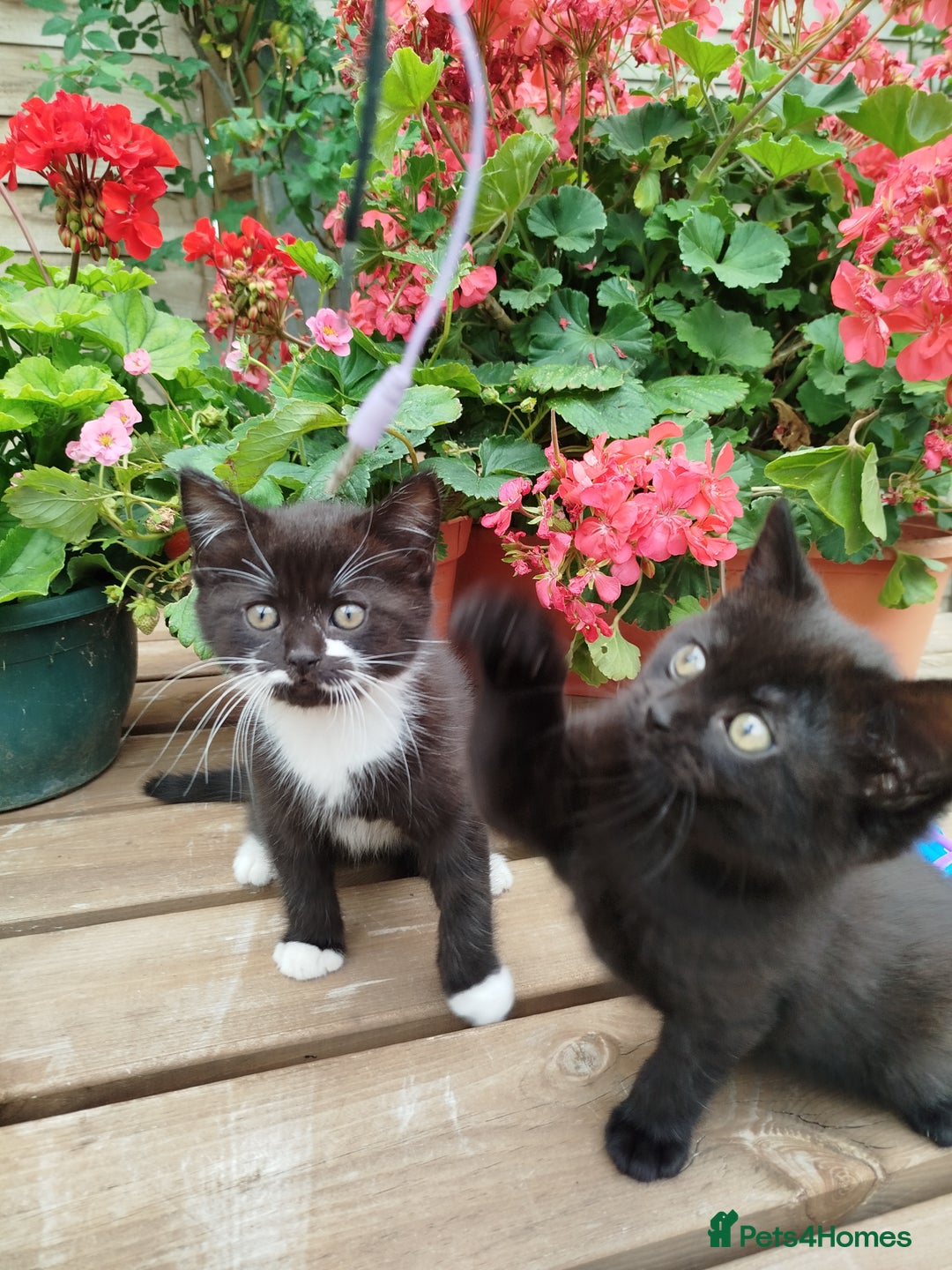 British Shorthair cats for sale: Beautiful kittens  - Image 8
