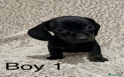 Dachshund dogs for sale: Miniature Dachshund sausage dog puppies - Image 12