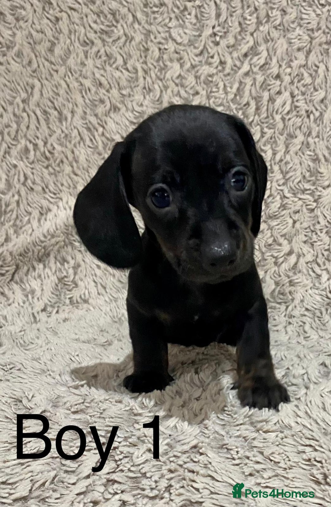 Dachshund dogs for sale: Miniature Dachshund sausage dog puppies - Image 12