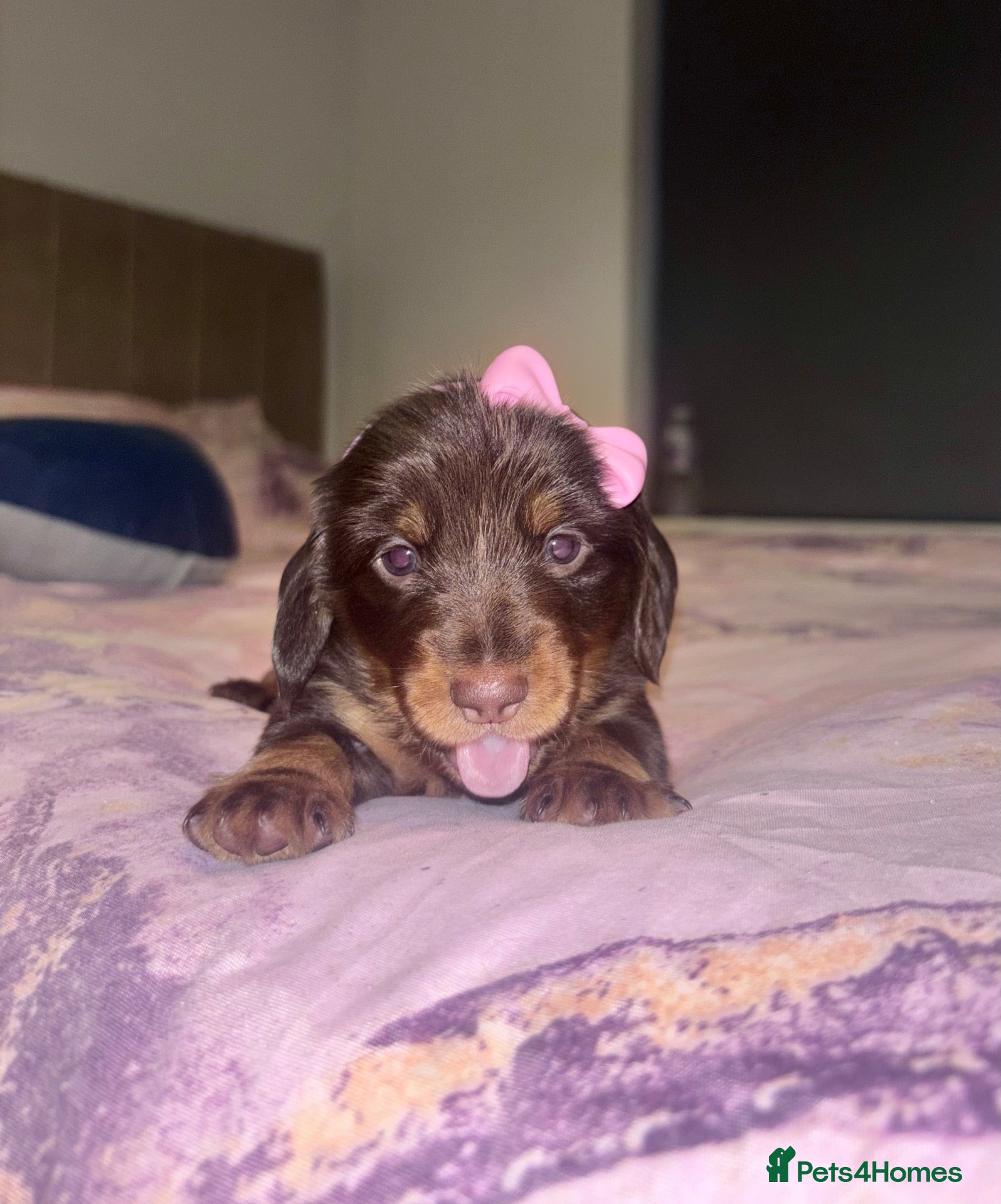 Miniature Dachshund dogs Miniature dachshund puppies - Advert 5