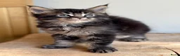 Maine Coon cats for sale: Beautiful Maine Coon kittens - Advert 13