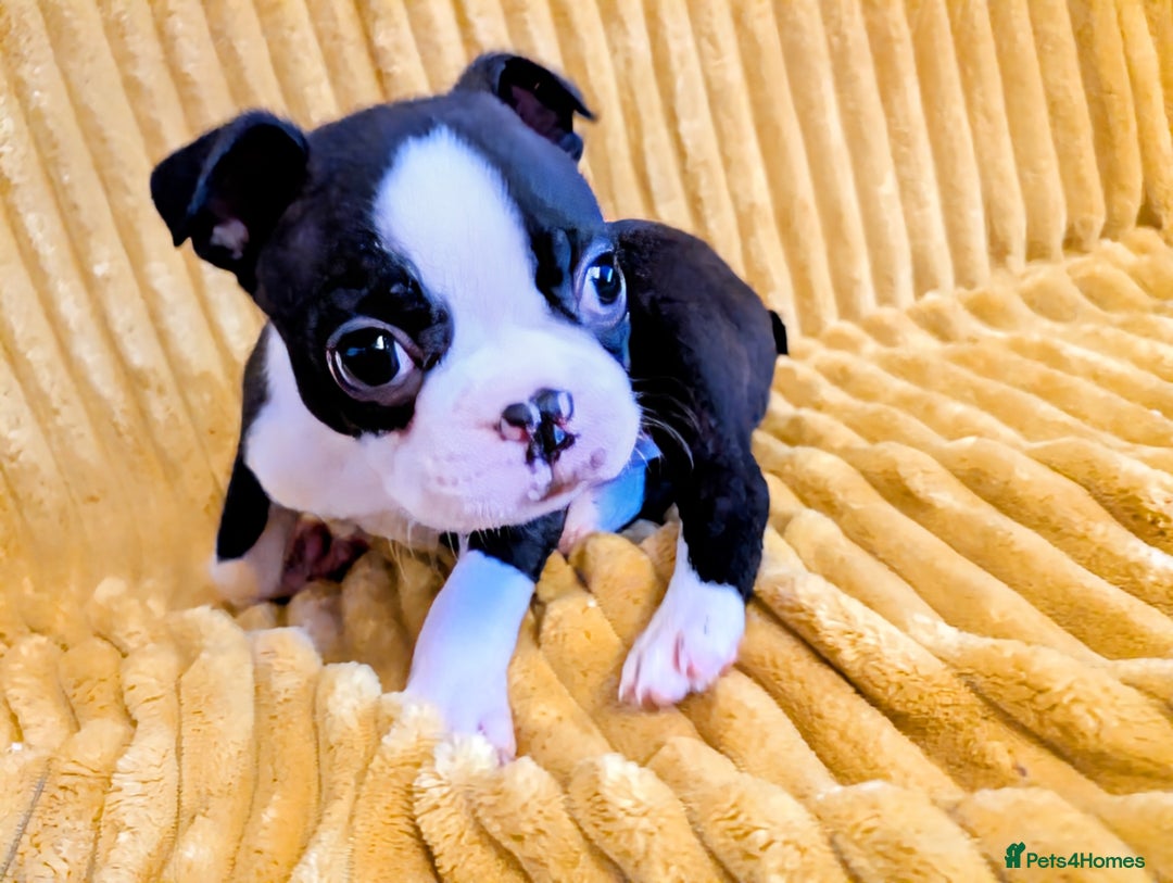 Boston Terrier dogs for sale: Adorable KC reg Boston Terrier Puppies - Image 12