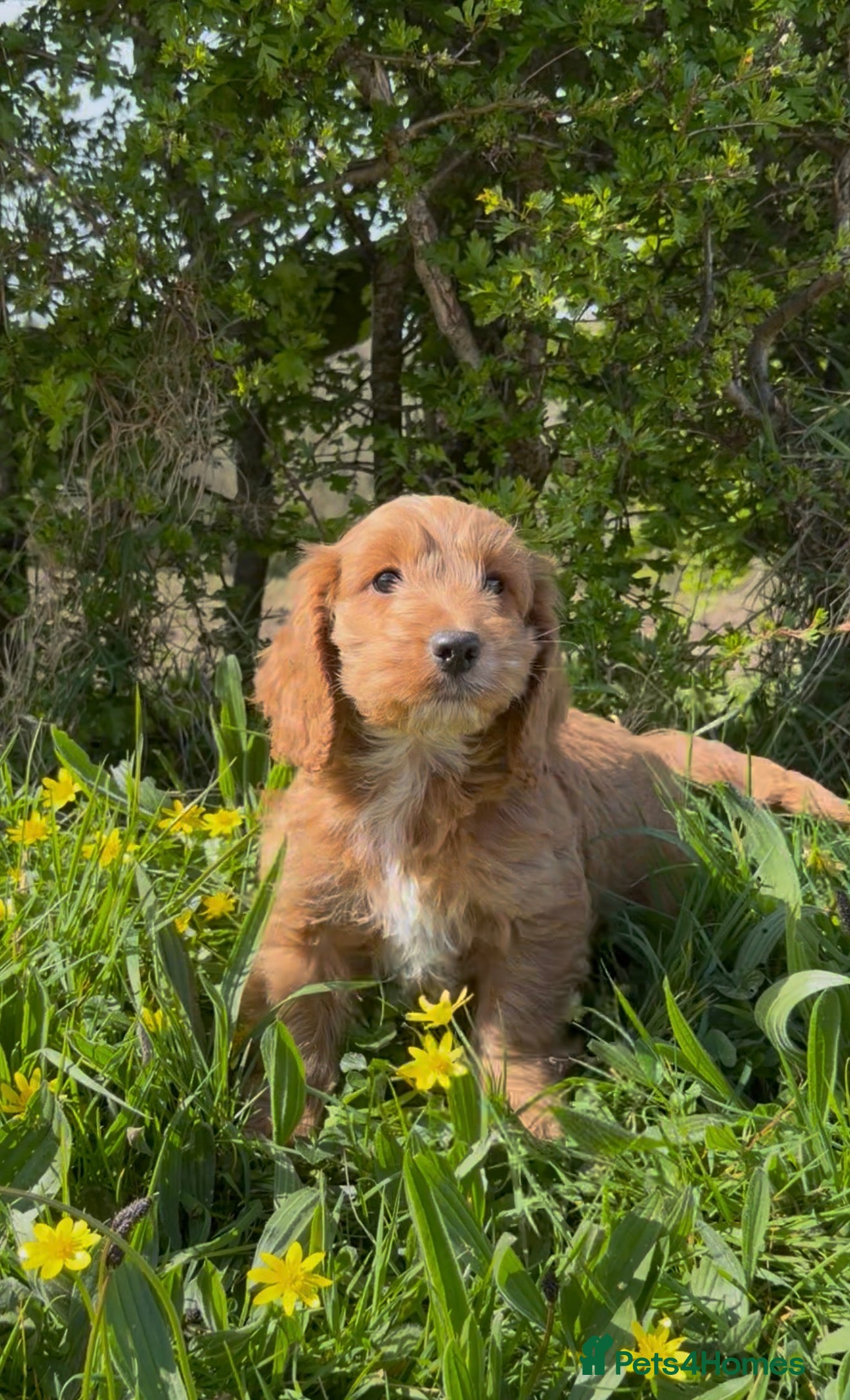 Cockapoo dogs Beautiful F1 Cockapoo Puppies - HT’d parents - Advert 5