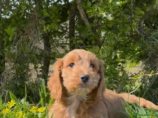 Cockapoo dogs Beautiful F1 Cockapoo Puppies - HT’d parents - Advert 13