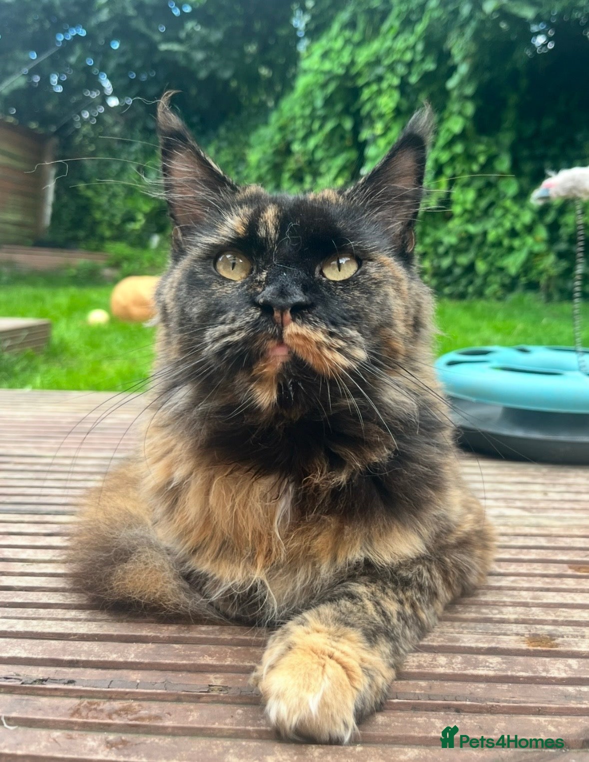 Maine Coon cats Maine coon female retired  - Advert 2