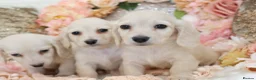 Miniature Dachshund dogs for sale: KC Cream Longhair Miniature Dachshund Puppies - Advert 8
