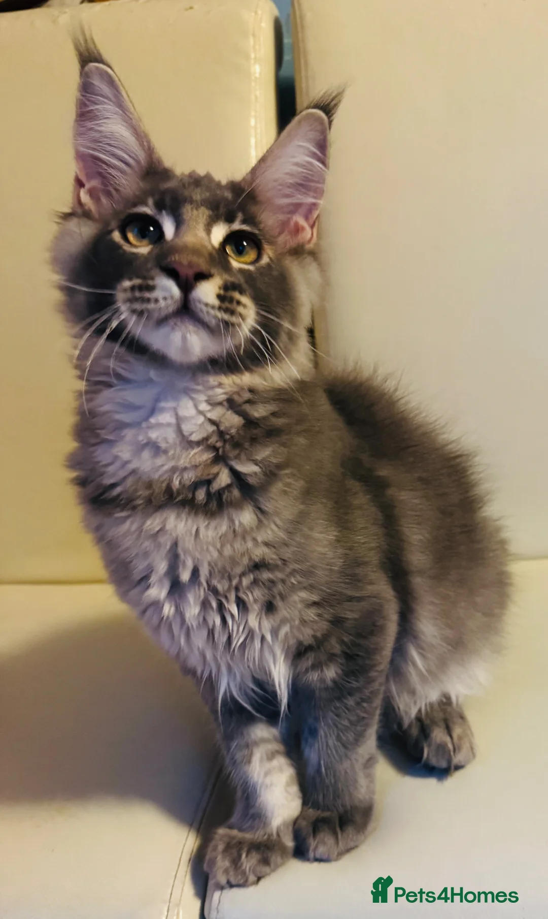 Maine Coon cats for sale: Top quality TICA Male Maine Coons active possible  - Advert 14