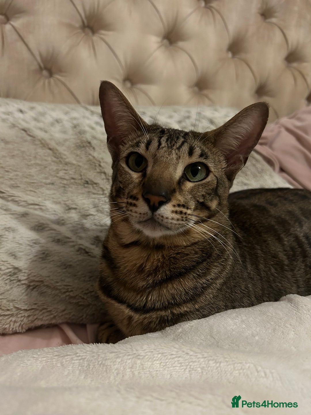 Serengeti cats for sale: Teddy  - Advert 4