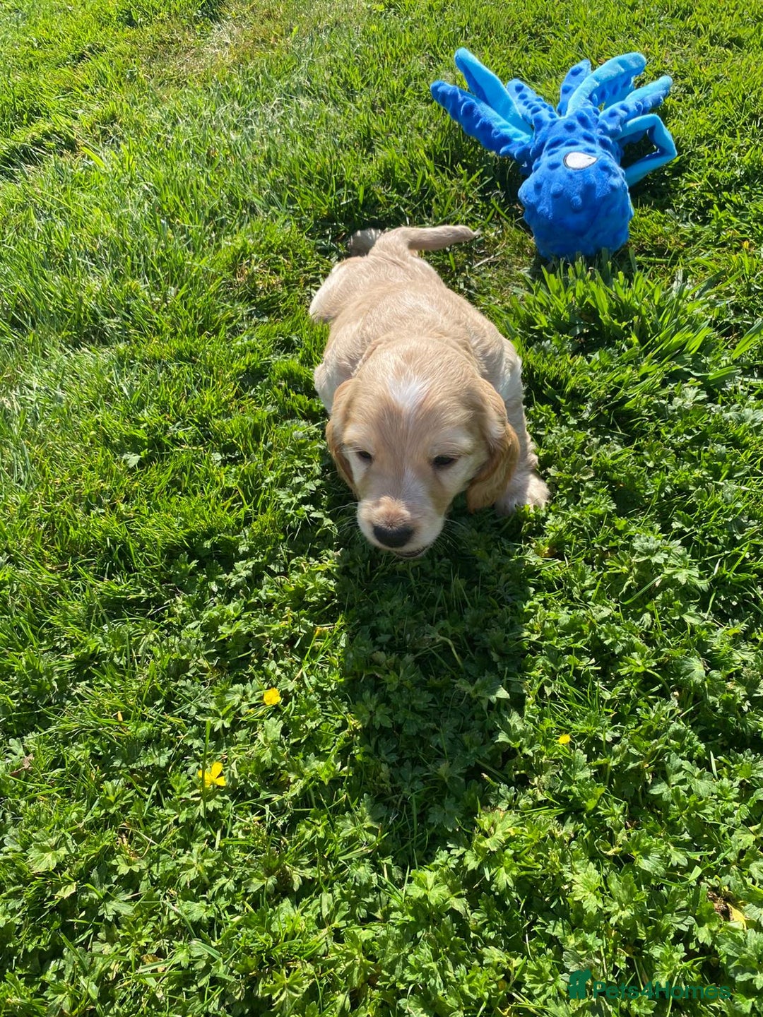 Cocker Spaniel dogs for sale: Cocker spaniel show type - Image 7