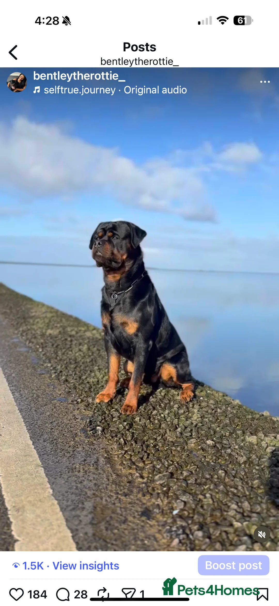 Rottweiler dogs for sale: Expecting Rottweiler pups - ready end of May  - Advert 9