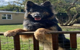 German Shepherd dogs for stud: KC Reg Shadow fully Health Tested at stud in Wisbech - Image 1