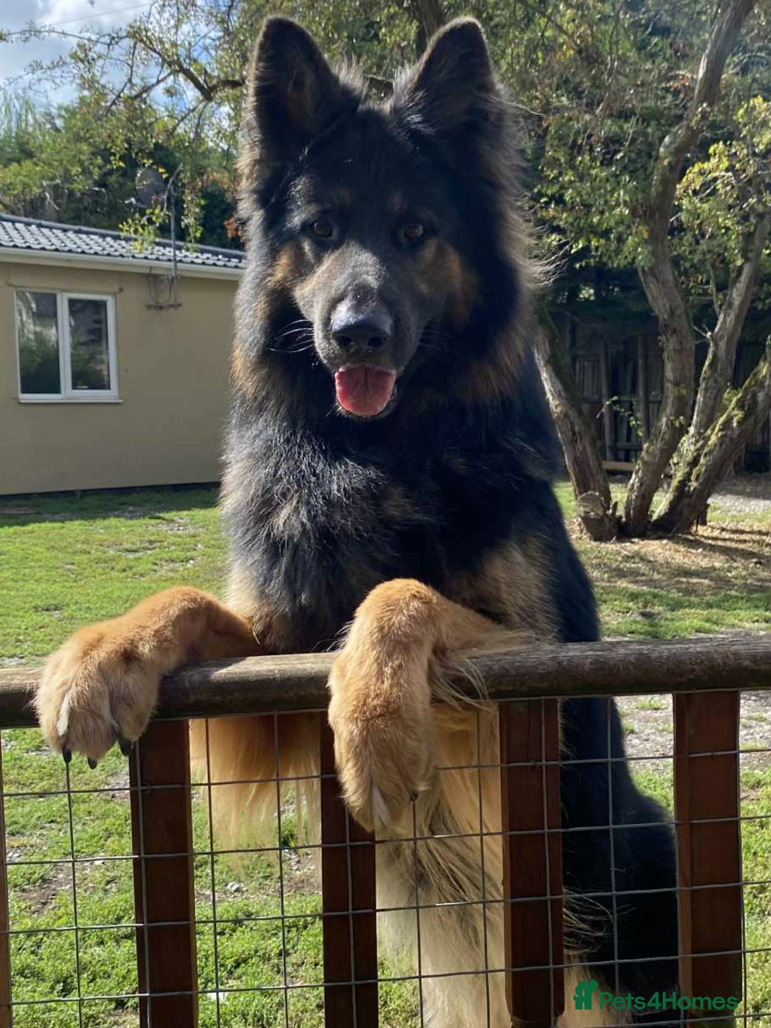 German Shepherd dogs for stud: KC Reg Shadow fully Health Tested at stud in Wisbech - Image 1