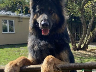 German Shepherd dogs in Wisbech - Advert 20