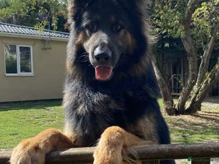 German Shepherd dogs KC Reg Shadow fully Health Tested at stud in Wisbech - Advert 8