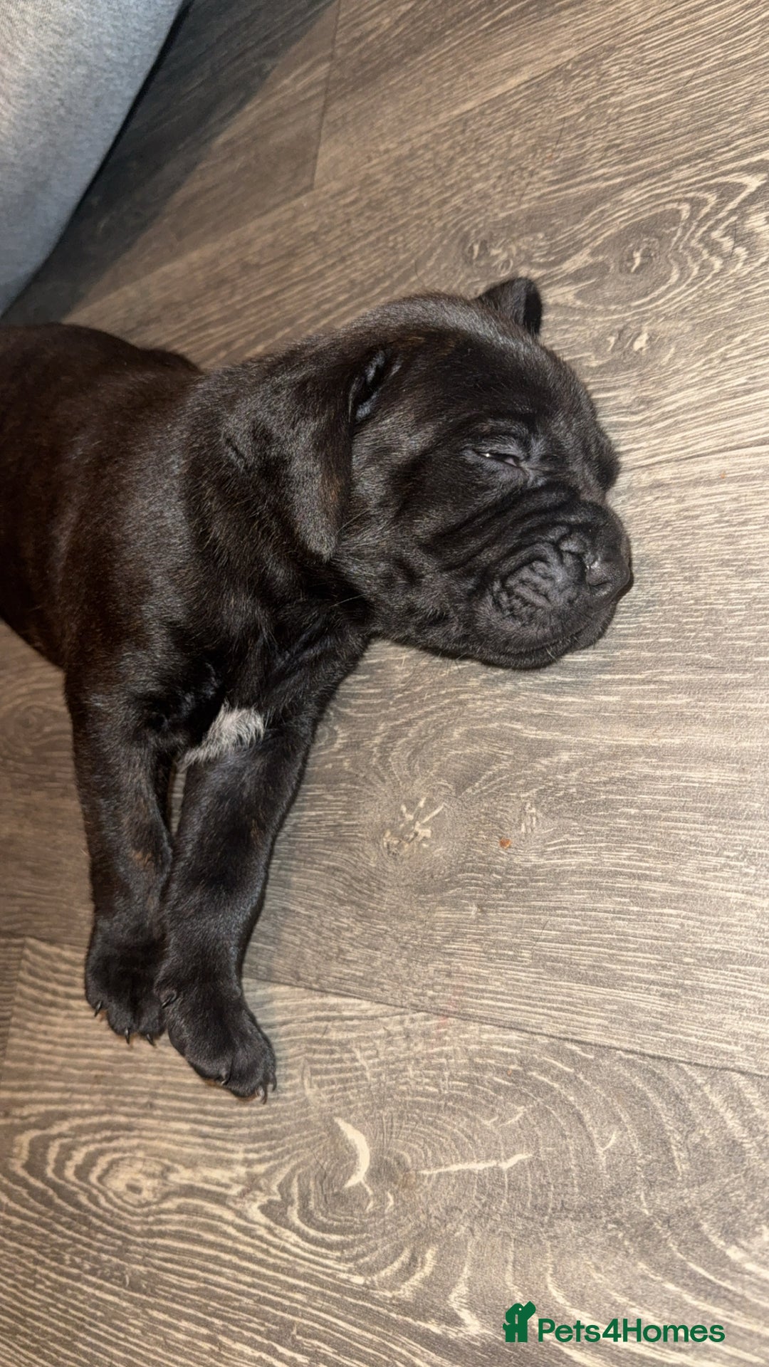 Cane Corso dogs for sale: Cane Corso pups - Image 2