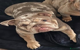 English Bulldog dogs for sale: Show-Stopping Lilac & Chocolate Merle Bulldog - Image 8
