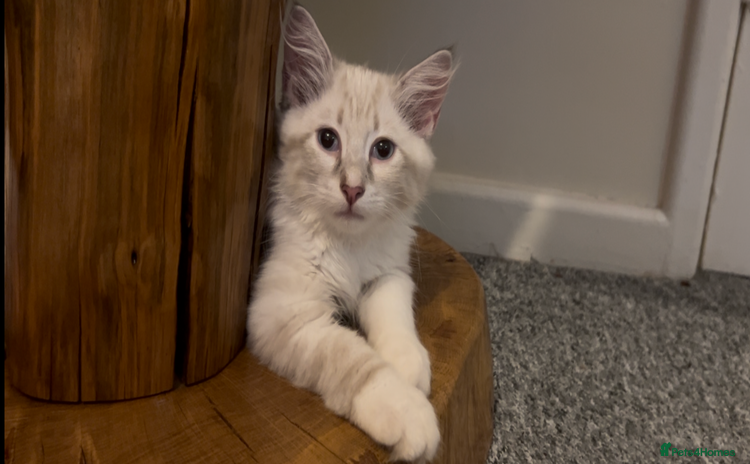 Siberian cats - Advert 2