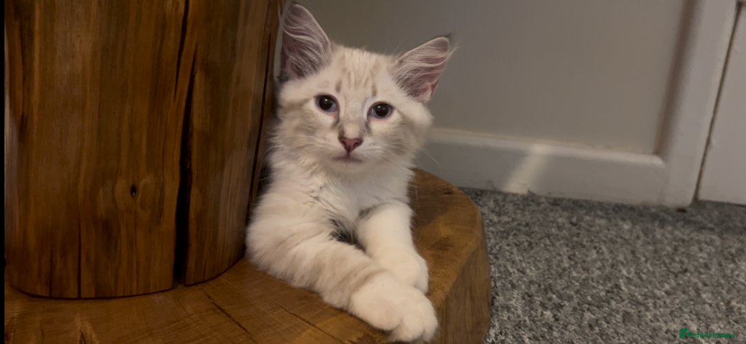 Siberian cats for sale: Siberians with wonderful personalities  - Image 12