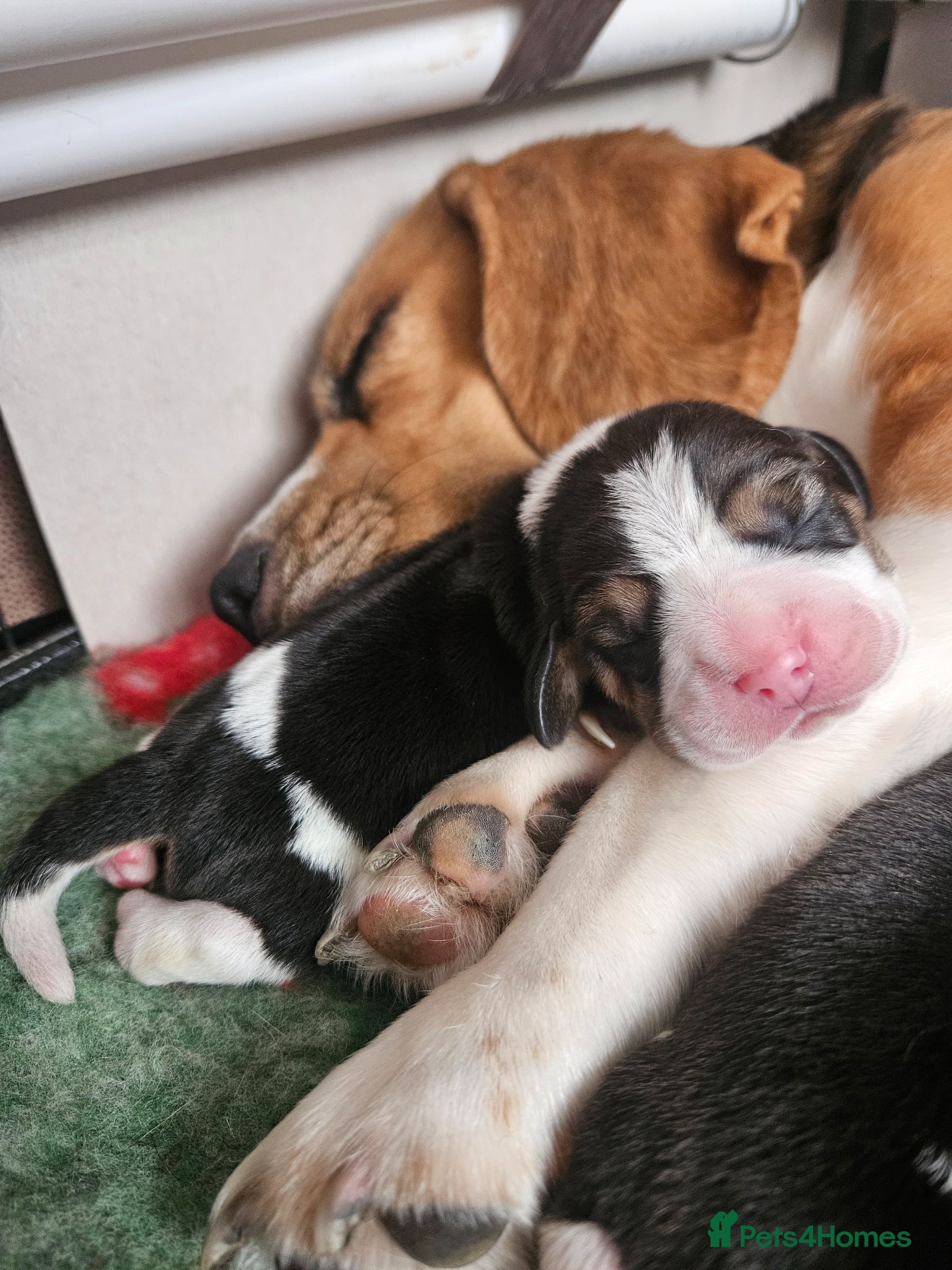 Beagle dogs KC Registered Beagle puppies Champions generation - Advert 10