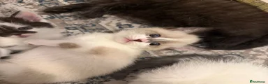 Mixed Breed Kitten 1