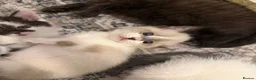 Mixed Breed cats for sale: Short haired cat x maine coon  - Advert 4