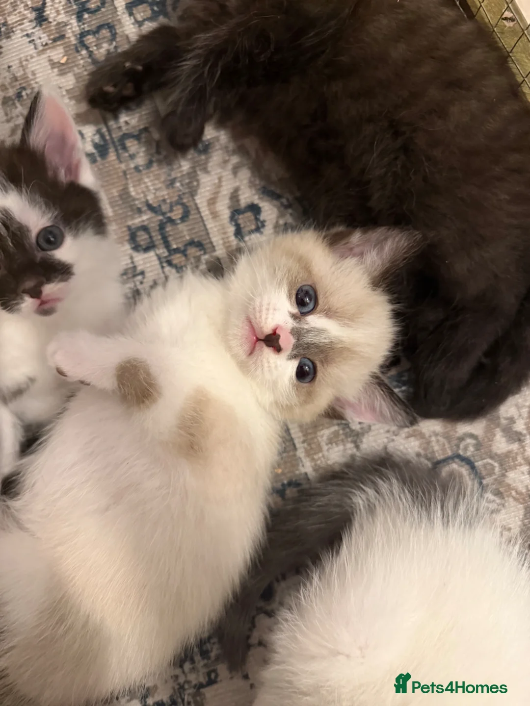 Mixed Breed cats for sale: Short haired cat x maine coon  - Advert 4