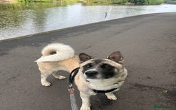 Akita dogs for sale: Female akita for rehoming - Image 1
