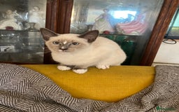 Ragamese cats for sale: Two lovely ragamise boy kittens  - Image 3