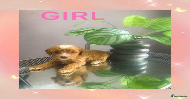 Cavapoo dogs - Advert 8