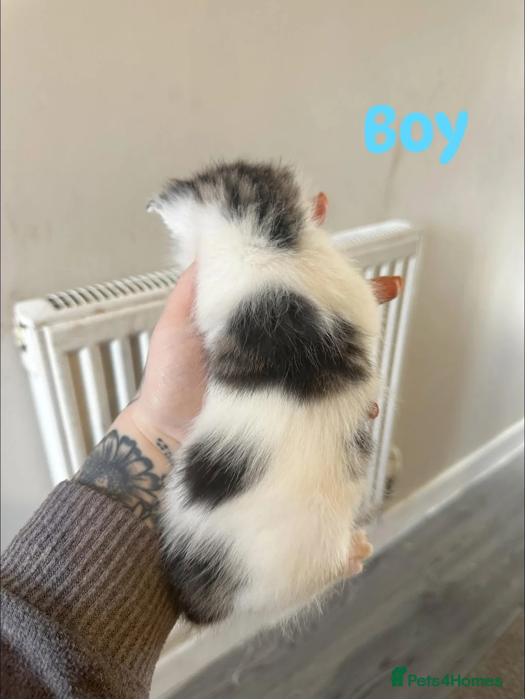 British Shorthair cats for sale: LAST BOY AVAILABLE ✨🩵  - Advert 2