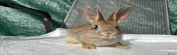 Mixed Breed rabbits for sale: Continental giant X - Advert 6