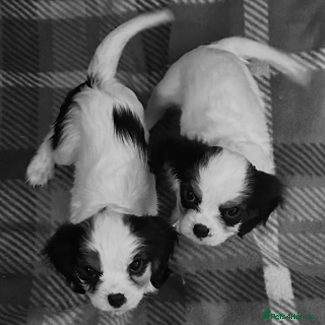 Cavalier King Charles Spaniel dogs for sale: DNA health tested, much loved cavaliers - Advert 5