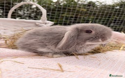 Mini Lop rabbits for sale: Pure mini lops, otters, grey, blue - Image 23