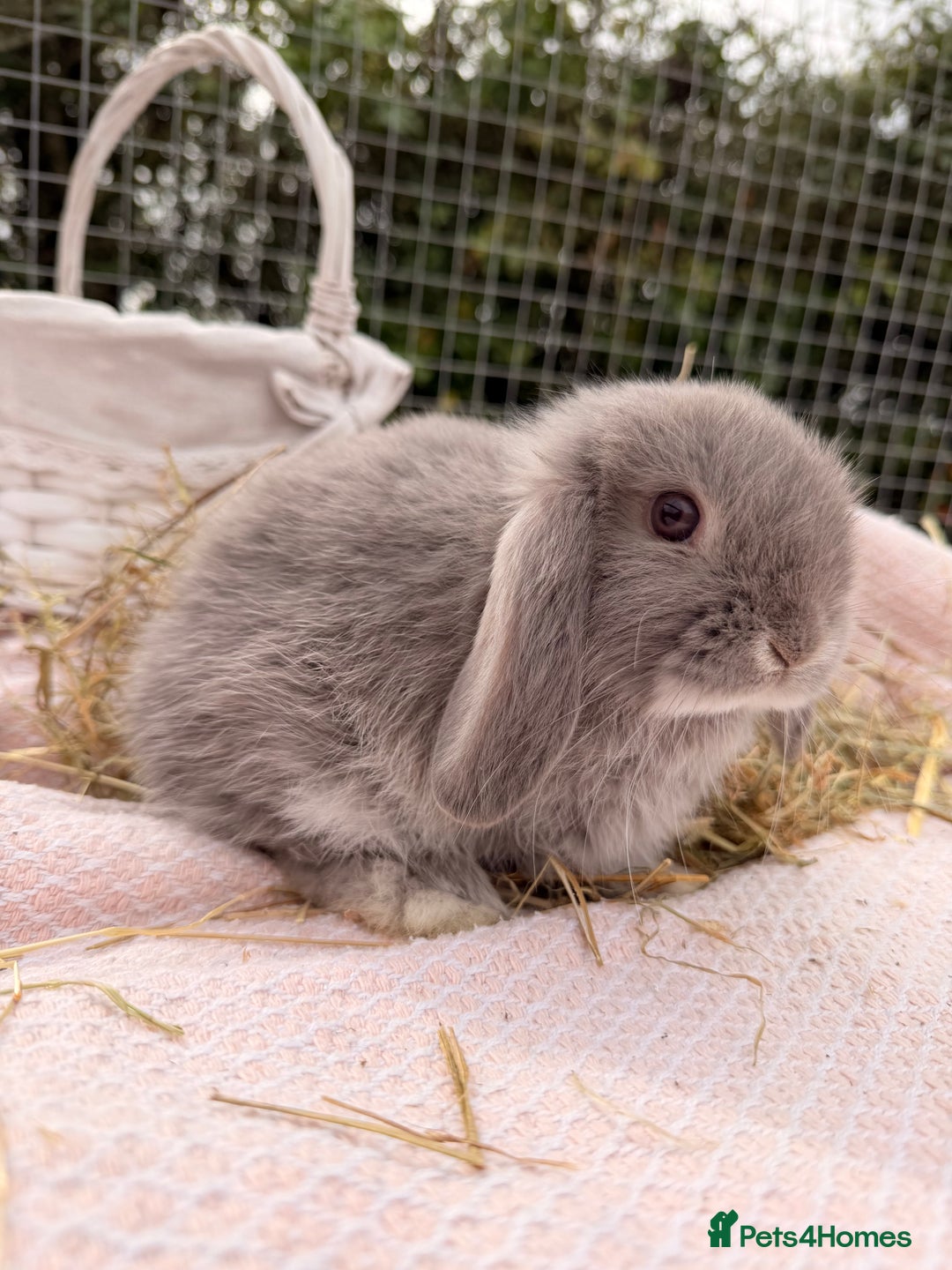 Mini Lop rabbits for sale: Pure mini lops, otters, grey, blue - Image 23