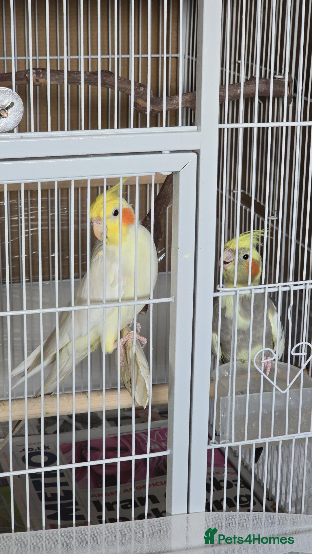 Cockatiels birds Breading pair - Advert 15
