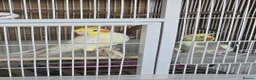 Cockatiels birds for sale: 3×cockatiels  - Advert 2