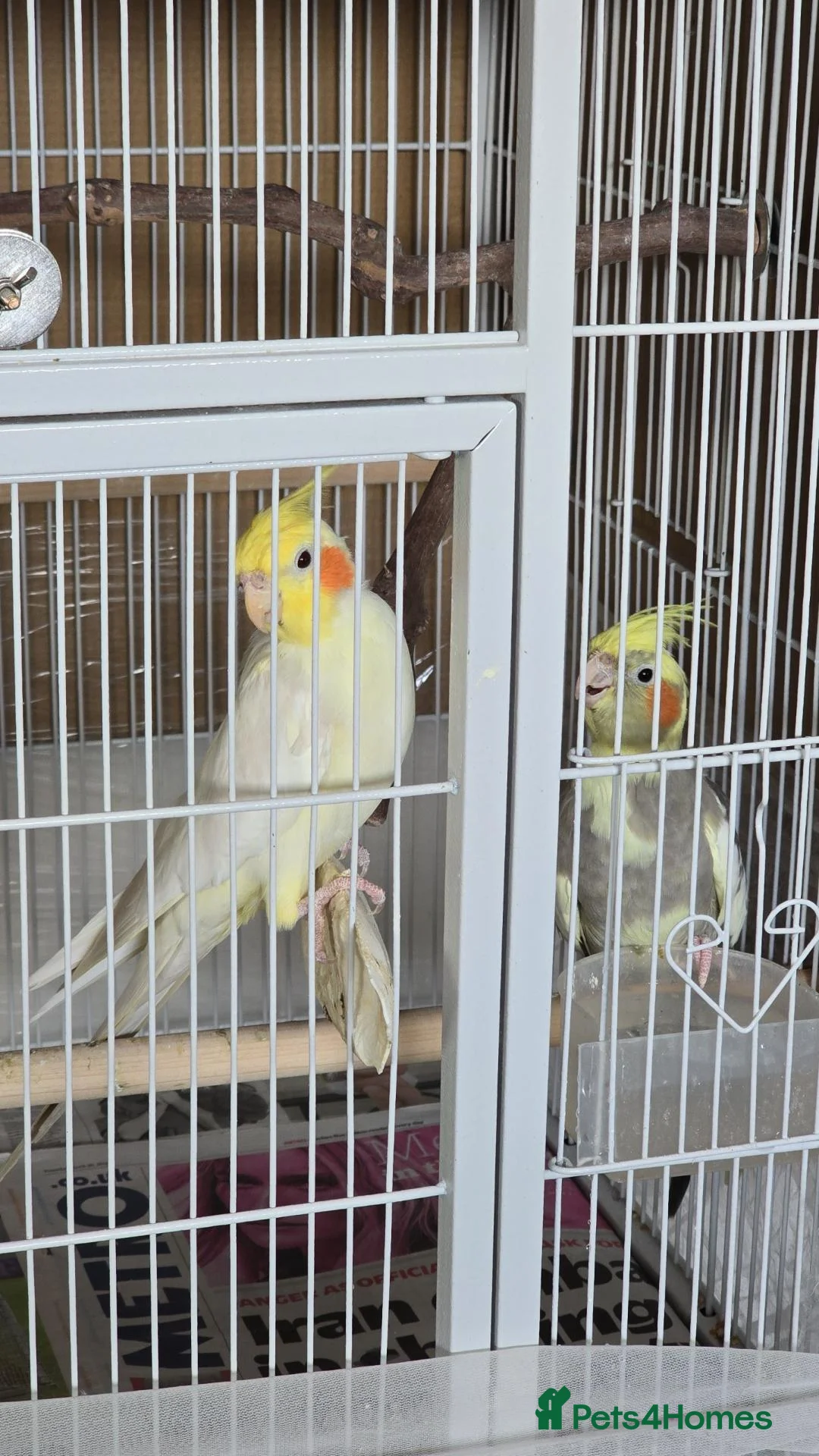 Cockatiels birds for sale: 3×cockatiels  - Advert 2