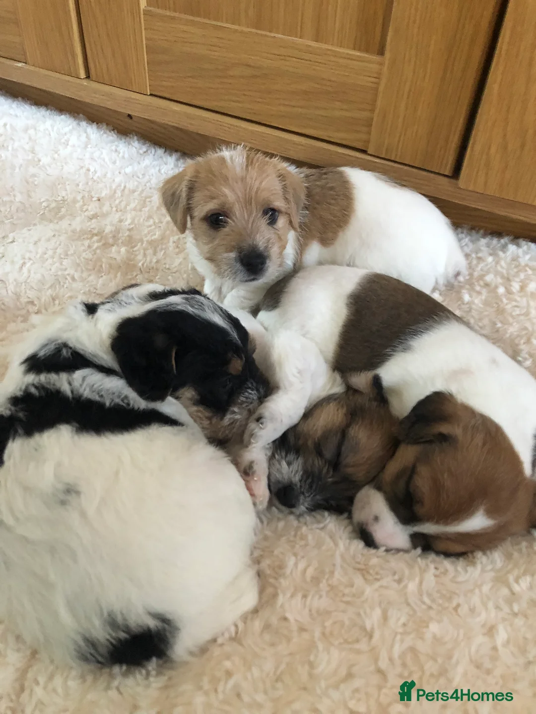 Jack Russell dogs for stud: Proven rough coated JR *REAL GEM OF A DOG* in Bristol - Advert 12