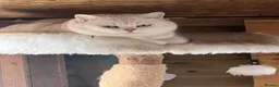 British Shorthair cats for sale: Rare chocolate spotty kittens - Advert 25