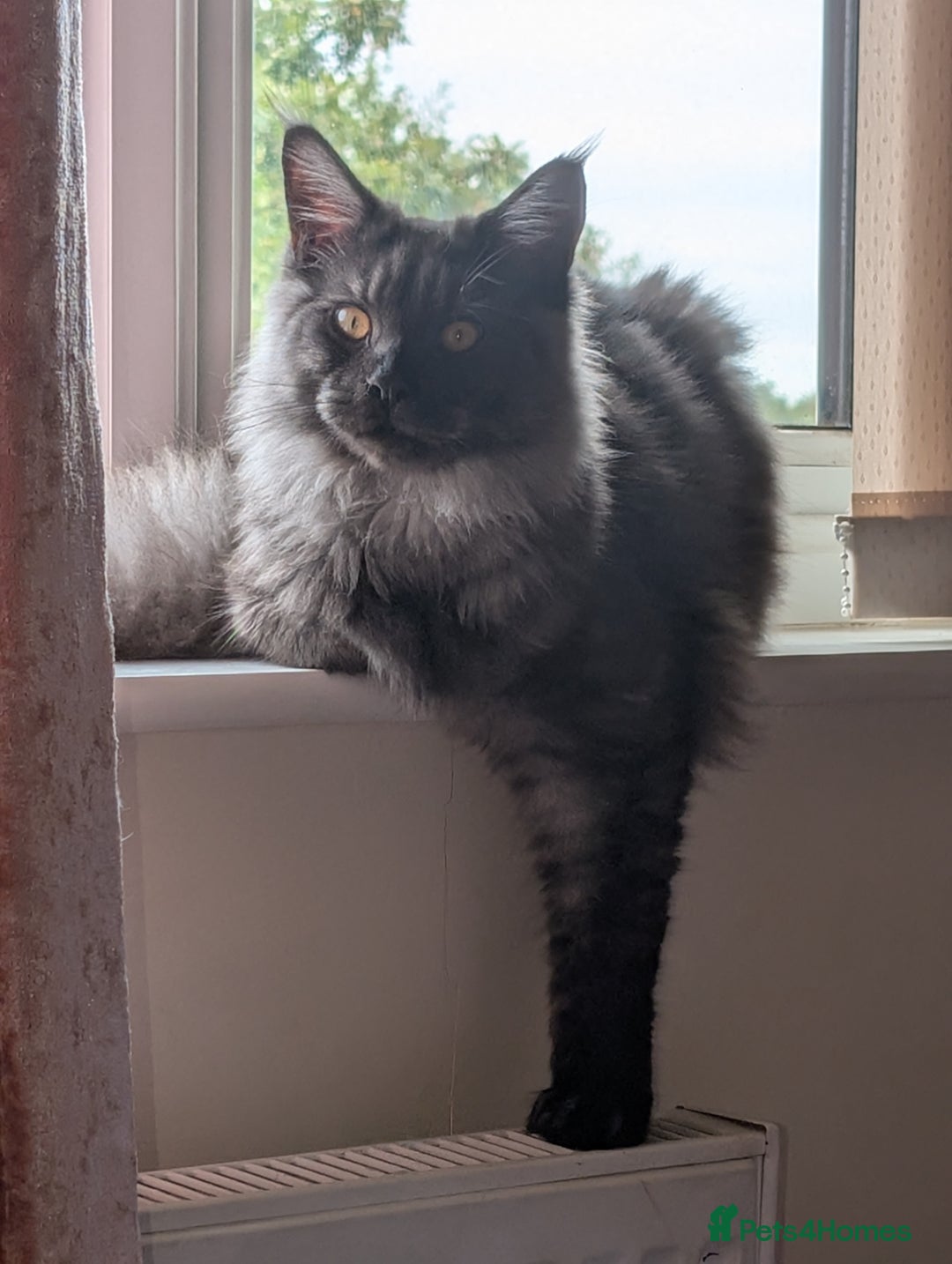 Maine Coon cats for sale: Tica active black smoke mainecoon - Advert 6